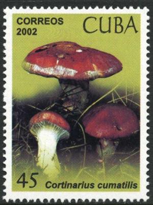 Colnect-4442-207-Cortinarius-cumatillis.jpg