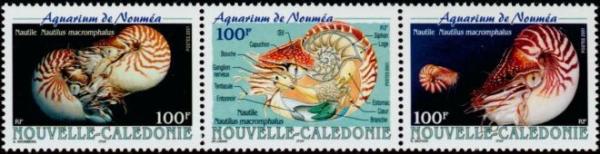 Colnect-857-221-Nautilus-macromphalus.jpg