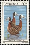 Colnect-597-728-White-faced-Whistling-Duck-Dendrocygna-viduata.jpg