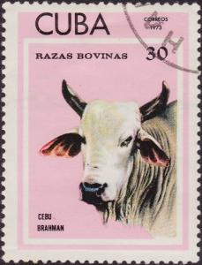 Colnect-1948-401-Brahman-Cattle-Bos-primigenius-indicus.jpg