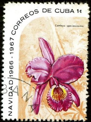 Colnect-1487-821-Cattleya-speciosissima.jpg