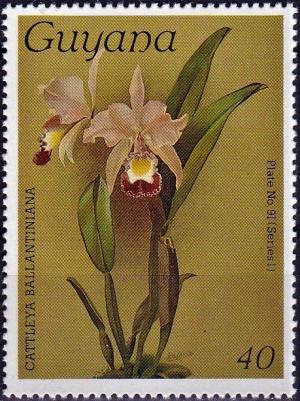 Colnect-4196-371-Cattleya-ballantiniana.jpg