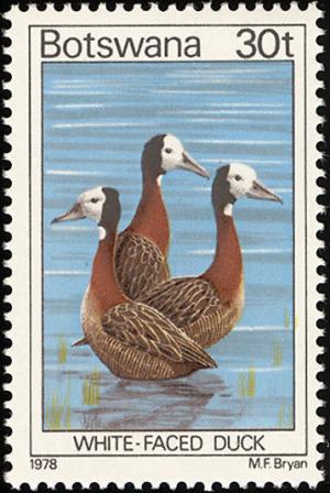 Colnect-597-728-White-faced-Whistling-Duck-Dendrocygna-viduata.jpg