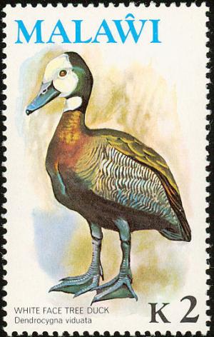 Colnect-864-258-White-faced-Whistling-Duck-Dendrocygna-viduata.jpg