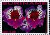 Colnect-4044-951-Miltoniopsis-Portelet.jpg