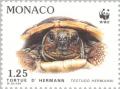 Colnect-149-524-Hermann-s-Tortoise-Testudo-hermanni.jpg