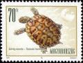 Colnect-661-603-Hermann--s-Tortoise-Testudo-hermanni.jpg