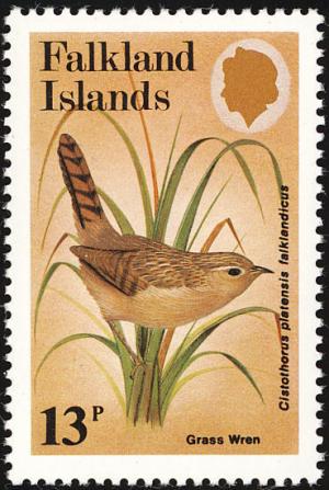 Colnect-1476-104-Grass-Wren-Cistohorus-platensis-falklandicus.jpg