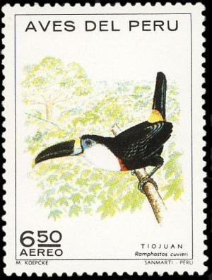 Colnect-1617-390-Cuvier--s-Toucan-Ramphastos-cuvieri.jpg