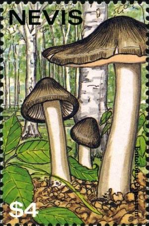 Colnect-2051-519-Entoloma-clypeatuin.jpg