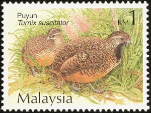 Colnect-2359-636-Barred-Buttonquail-Turnix-suscitator.jpg