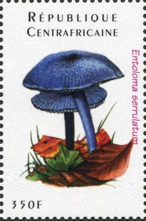 Colnect-3012-793-Entoloma-serrulatum.jpg