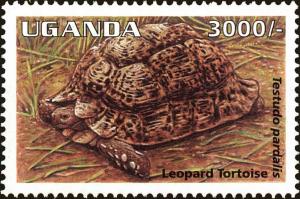 Colnect-5859-695-Leopard-tortoise-Stigmochelys-pardalis.jpg