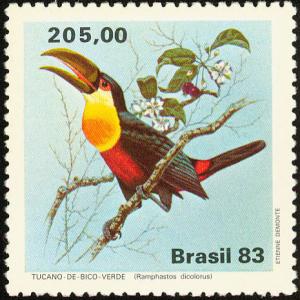 Colnect-718-159-Green-billed-Toucan-Ramphastos-dicolorus.jpg