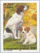 Colnect-146-720-Epagneul-Breton-Canis-lupus-familiaris.jpg