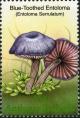 Colnect-2031-897-Entoloma-serrulatum.jpg