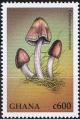 Colnect-4827-352-Entoloma-conferendum.jpg