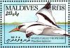 Colnect-1631-861-White-tailed-Tropicbird-Phaethon-lepturus.jpg