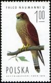 Colnect-1989-659-Lesser-Kestrel-Falco-naumanni-Female.jpg