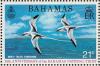 Colnect-803-979-White-tailed-Tropicbird-Phaethon-lepturus.jpg