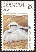 Colnect-5174-609-White-tailed-Tropicbird-Phaethon-lepturus.jpg