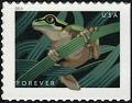 Colnect-6154-883-Squirrel-Tree-Frog-Hyla-squirella.jpg