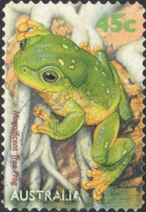 Colnect-6024-519-Magnificent-Tree-Frog-Litoria-splendida.jpg