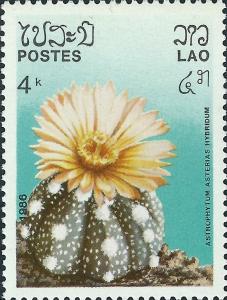 Colnect-4033-110-Astrophytum-asterias.jpg