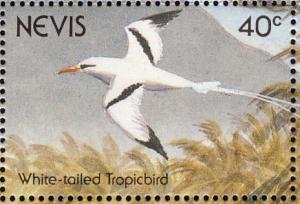 Colnect-1646-398-White-tailed-Tropicbird-Phaethon-lepturus.jpg