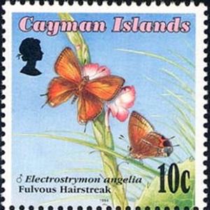 Colnect-2303-711-Fulvous-Hairstreak-Electrostrymon-angelia.jpg