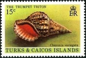 Colnect-3083-178-Atlantic-Triton-Charonia-variegata.jpg