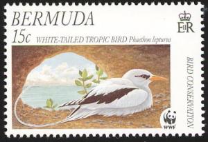 Colnect-5174-607-White-tailed-Tropicbird-Phaethon-lepturus.jpg