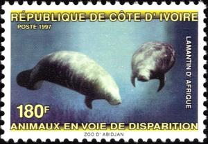 Colnect-6142-425-African-Manatee-Trichechus-manatus-senegalensis.jpg