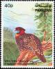 Colnect-2012-113-Western-Tragopan-Tragopan-melanocephalus---Summer.jpg