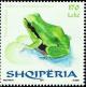 Colnect-2393-813-Common-Tree-Frog-Hyla-arborea.jpg