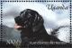 Colnect-6075-898-Flat-coated-Retriever-Canis-lupus-familiaris.jpg