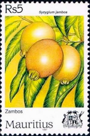 Colnect-2231-023-Fruits---Syzgium-jambos.jpg