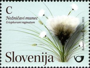 Colnect-932-966-Marsh-plants---Eriophorum-vaginatum.jpg