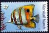 Colnect-6016-174-Copperband-Butterflyfish-Chelmon-rostratus.jpg