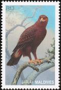 Colnect-1631-920-Lesser-Spotted-Eagle-Clanga-pomarina.jpg