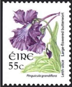 Colnect-1718-927-Large-flowered-Butterwort---Pinguicula-grandiflora.jpg