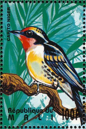 Colnect-2376-005-Black-spotted-Barbet-Carito-niger.jpg