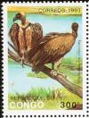 Colnect-2560-029-Hooded-Vulture-Necrosyrtes-monachus.jpg