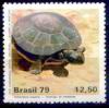 Colnect-967-576-Arrau-River-Turtle-Podocnemis-expansa-.jpg