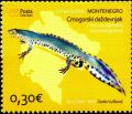 Colnect-1439-048-Alpine-Newt-Triturus-Alpestris-Montenegrinus-.jpg