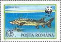 Colnect-2726-031-Baltic-Sturgeon-Acipenser-sturio.jpg