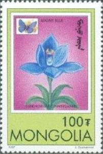 Colnect-1281-191-Adonis-Blue-Polyommatus-bellargus-Bamboo-Orchid-Dendrobi.jpg