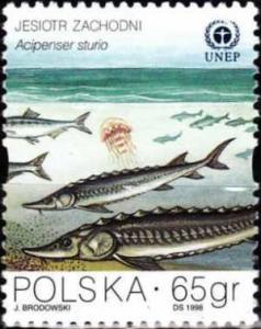 Colnect-4720-444-Baltic-Sturgeon-Acipenser-sturio.jpg