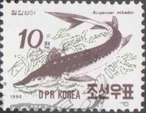 Colnect-1907-950-Sakhalin-Sturgeon-Acipenser-mikadoi.jpg