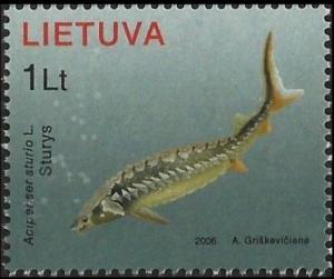 Colnect-3762-799-Baltic-Sturgeon-Acipenser-sturio.jpg